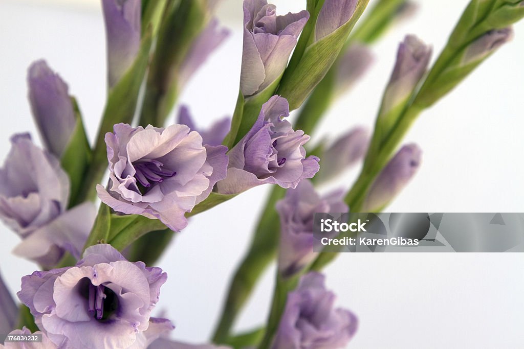 Couleur Lilas Glaïeul - Photo de Couleur verte libre de droits