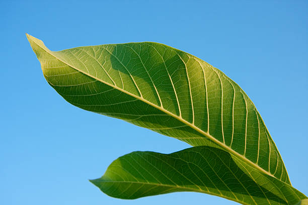 Two Green Leaves Against Blue Sky. stock photo