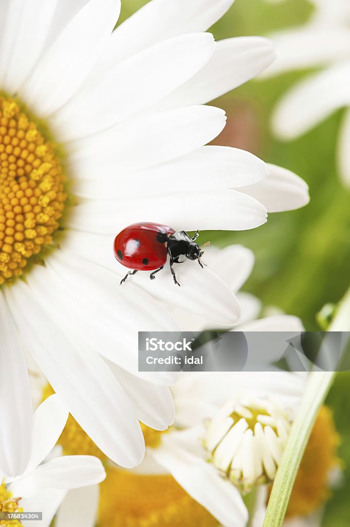 Coccinelle sur Camomille - Photo de Arbre en fleurs libre de droits