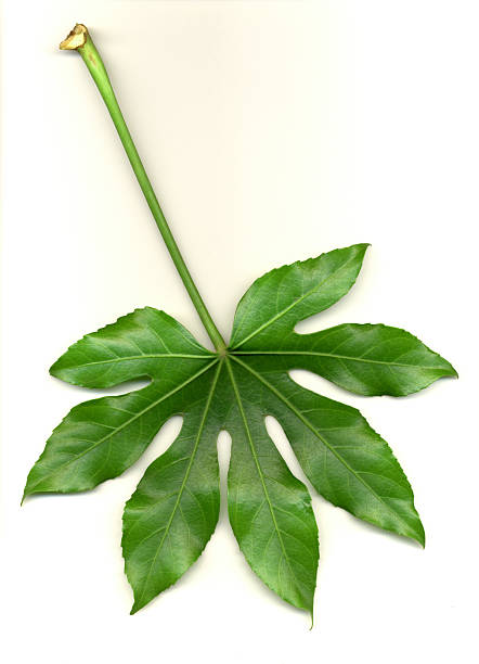 Japanese fatsia 'Yatsude'.It's name meen 8 hands.Japanese Aralia.