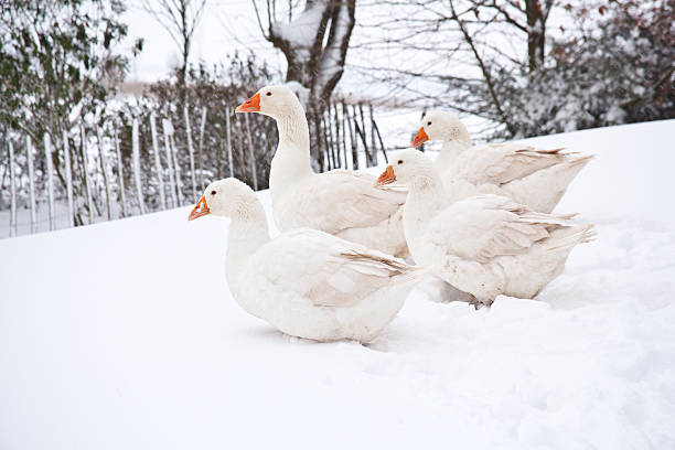 Three white goose run through the snow with their wings open