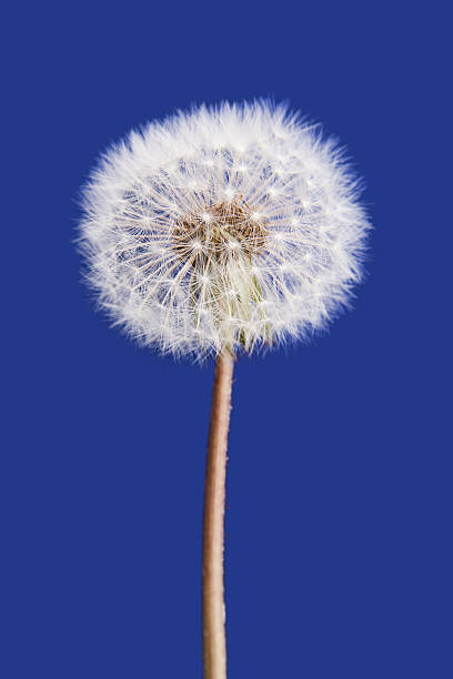 Diente de león sobre fondo azul aislado - foto de stock