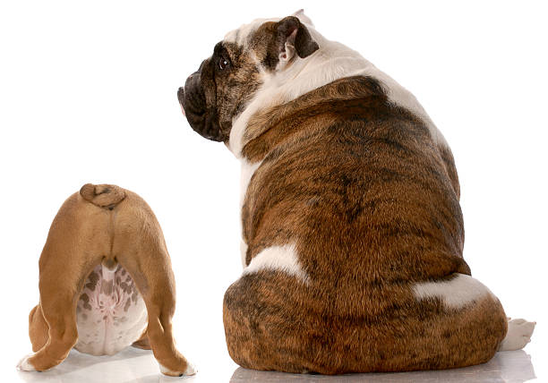 istock animal health 176835047