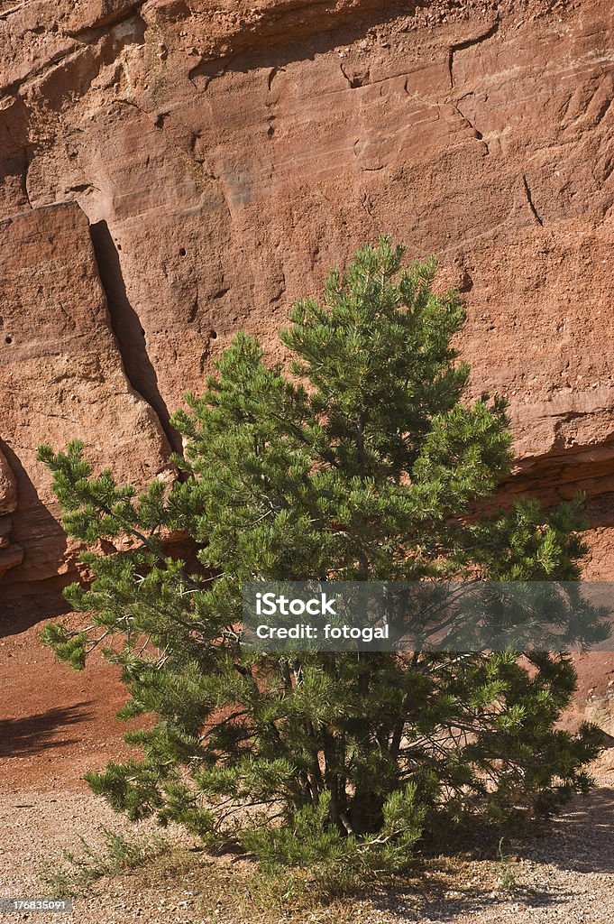 Pinyon pine against red rock "Pinyon pine tree set against vivid red rock in Garden of the Gods park in Colorado Springs, Colorado, in vertical format" Backgrounds Stock Photo