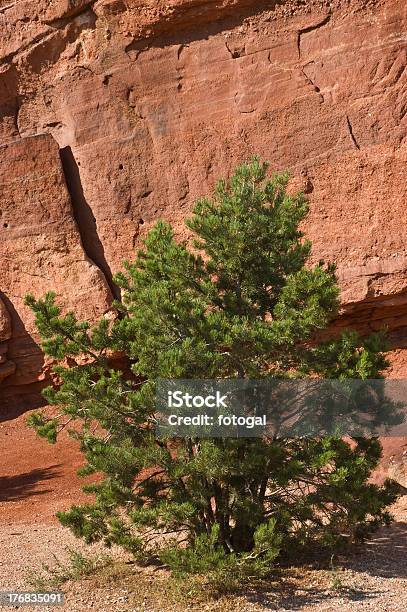 Pinyon Pine Against Red Rock Stock Photo - Download Image Now - Backgrounds, Colorado, Colorado Springs