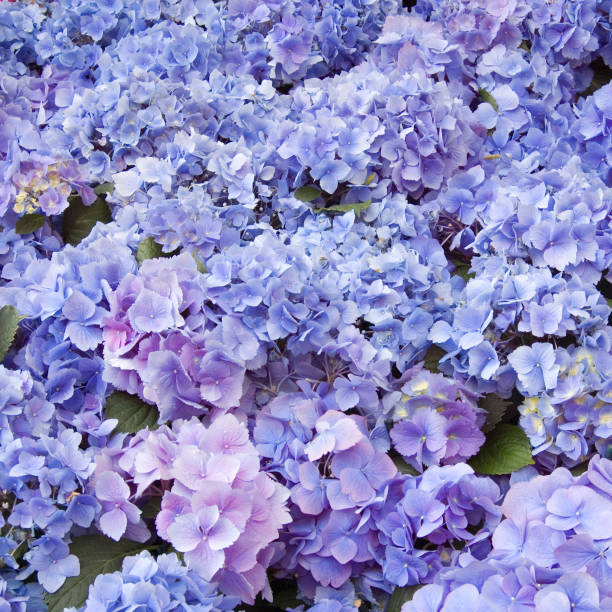 hyacinth flowers stock photo