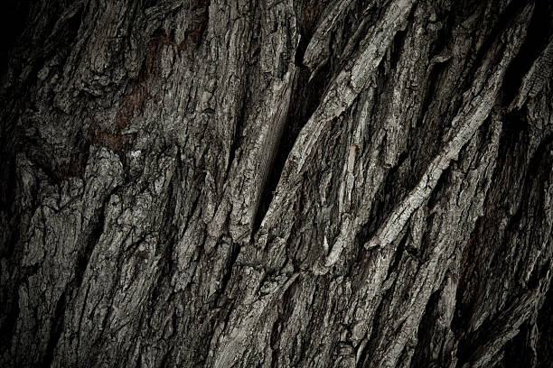 Bark of Old Pine. stock photo