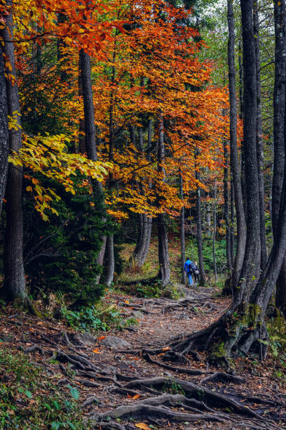 istock Autumn leaves from yellow to brown 1768356922