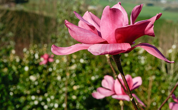 花、ピンクのマグノリアのクローズアップ。 - tree magnolia vibrant color close up ストックフォトと画像