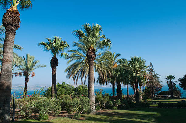 istock palm tree, sea of galilee, israel 176835851