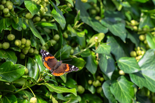 istock Insect Wildlife - Butterfly - Europe 1768361341