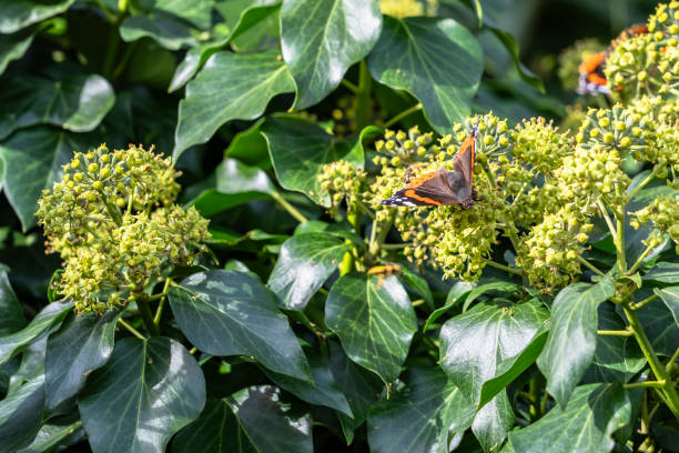 istock Insect Wildlife - Butterfly - Europe 1768361359