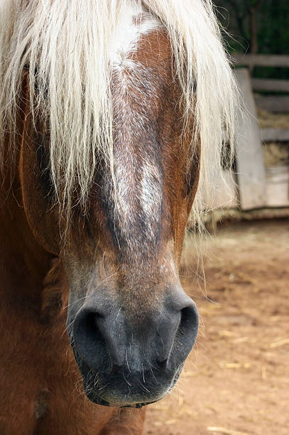 portrait de cheval - tierhaltung photos et images de collection