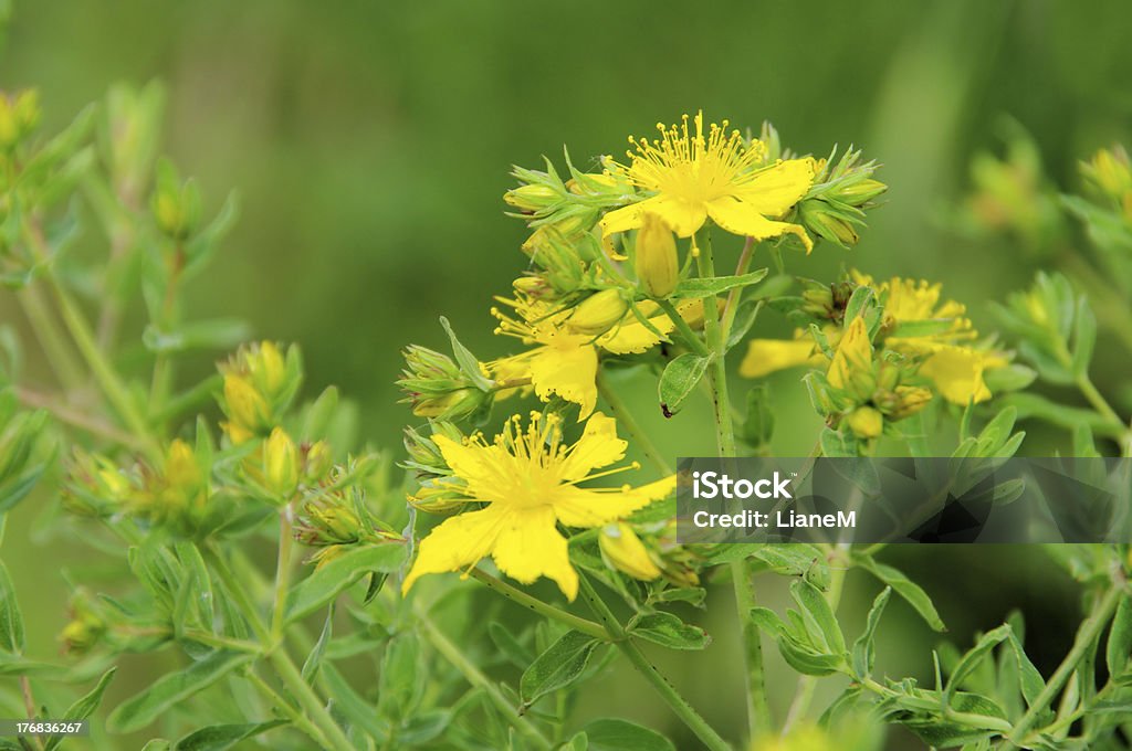 St. John's wort - Lizenzfrei Alternative Medizin Stock-Foto