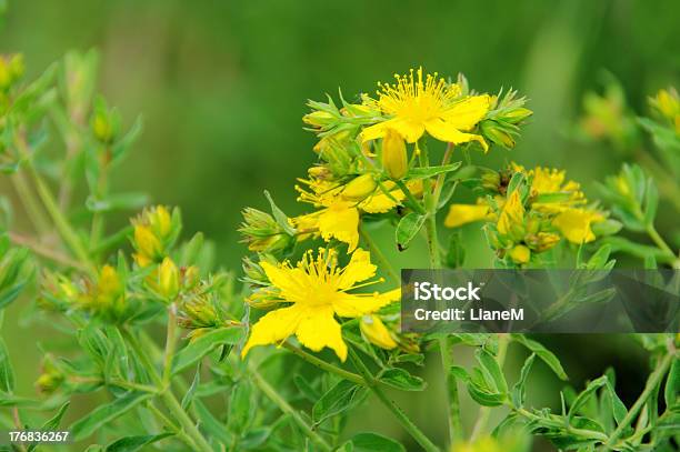 St Johns Wort Stockfoto und mehr Bilder von Alternative Medizin - Alternative Medizin, Baumblüte, Blatt - Pflanzenbestandteile