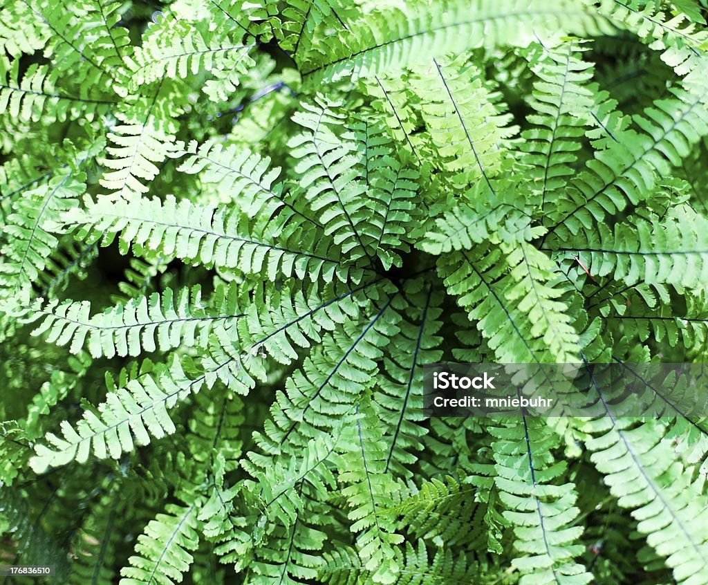 Maidenhair ferns (Adiantum pedatum - Photo de Capilaire du Canada libre de droits