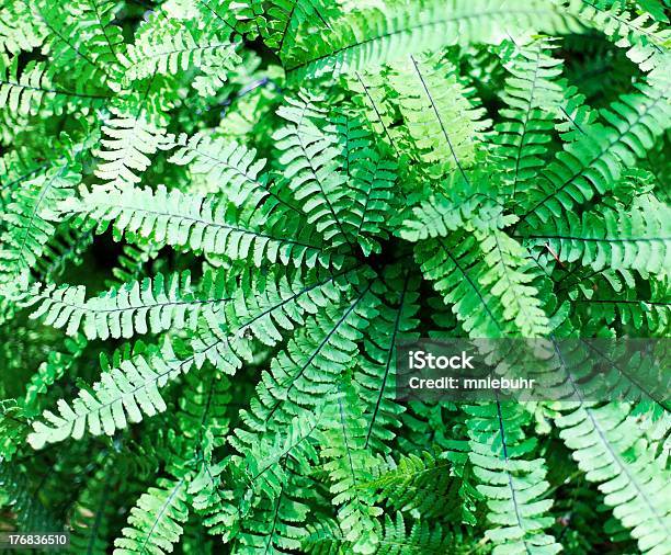 Photo libre de droit de Maidenhair Ferns Adiantum Pedatum banque d'images et plus d'images libres de droit de Capilaire du Canada - Capilaire du Canada, Circonvolution, Couleur verte