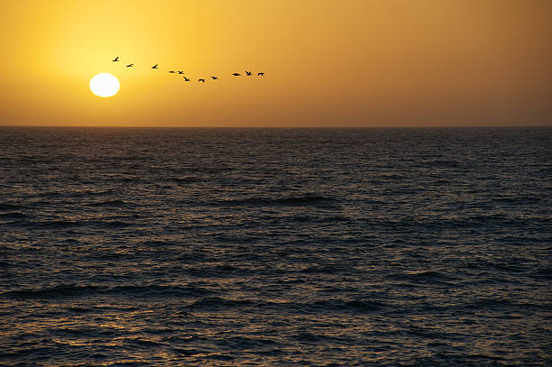 Pássaros ao pôr do sol - fotografia de stock