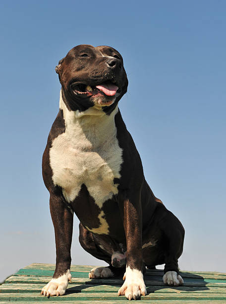 istock american staffordshire terrier 176836694