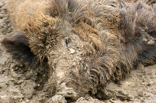 portrait of a wild boar resting on muddy ground