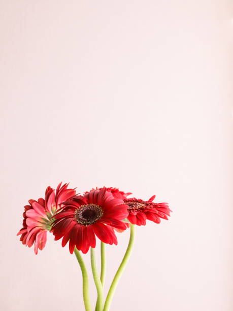 istock A Brown Vase with Gerbera Flowers. 1768367381