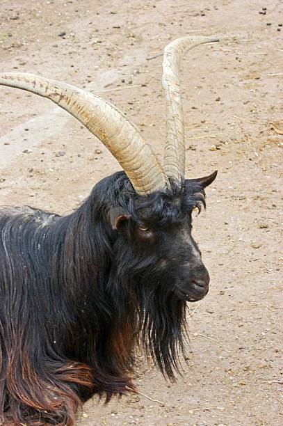 87 Black Long Haired Goat Stock Photos, Pictures & Royalty-Free Images -  iStock