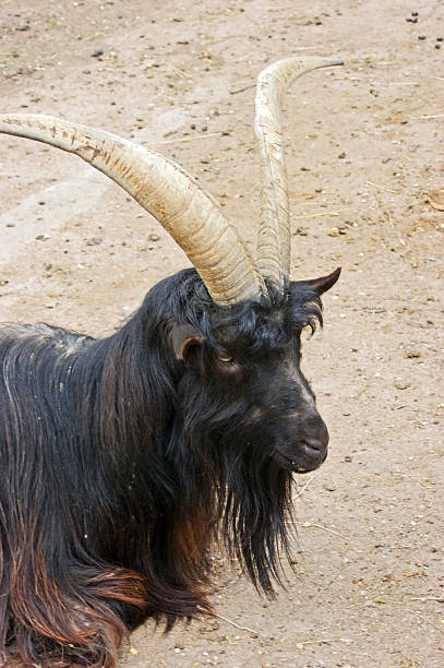 87 Black Long Haired Goat Stock Photos, Pictures & Royalty-Free Images - iStock 87 Black Long Haired Goat Stock Photos, Pictures & Royalty-Free Images - iStock