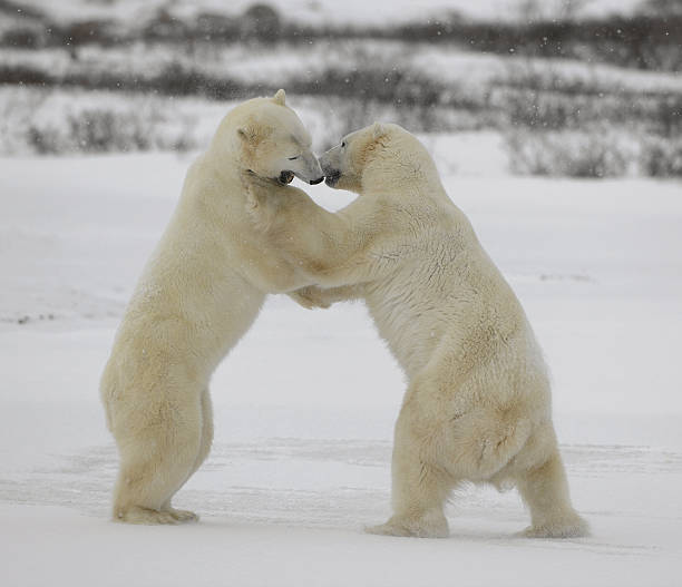 istock Fight of polar bears. 15 176836766