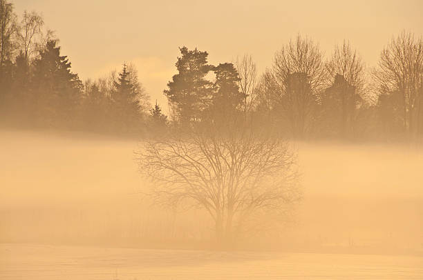 Trees in fog stock photo