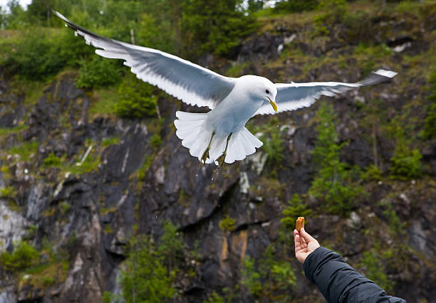 istock Feeding of a seagull 176837234
