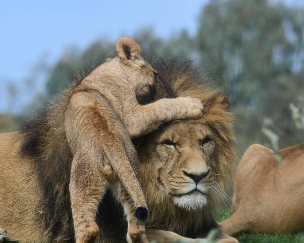 istock Male lion with cub 1768373585