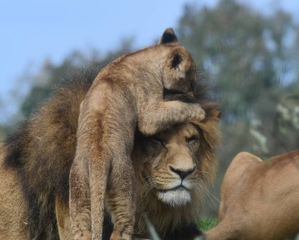 istock Male lion with cub 1768378995