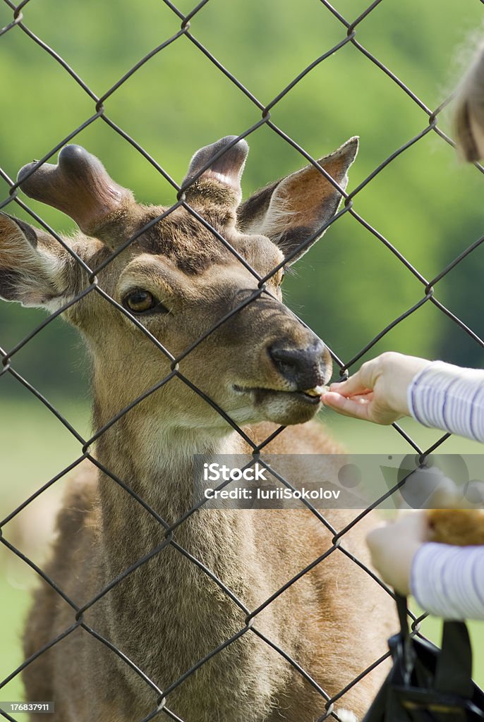 Filho da alimentação de deer - Foto de stock de Alimentar royalty-free