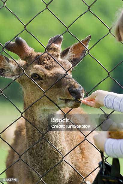 Foto de Filho Da Alimentação De Deer e mais fotos de stock de Alimentar - Alimentar, Alqueive, Animal