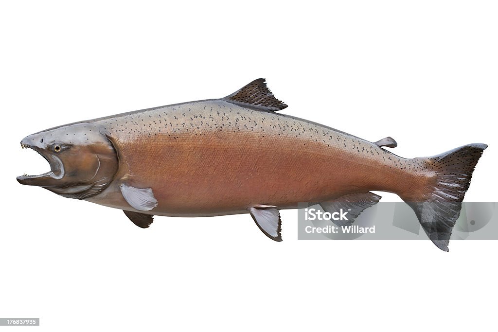 Grande re o Salmone reale dell'Alaska isolato su bianco - Foto stock royalty-free di Salmone reale