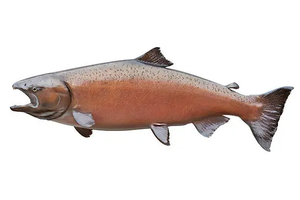 Big female Alaskan king or chinook salmon in spawning colors isolated on white. This one weighed 58 pounds and measured 48.5 inches.More fish: