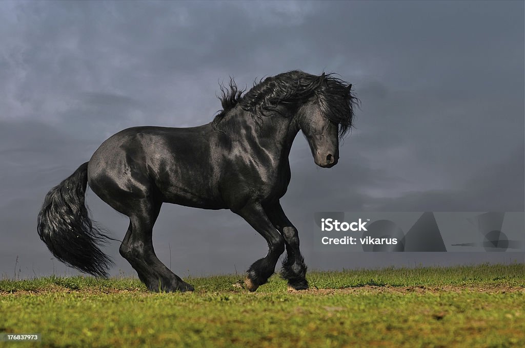 black friesian stallion gallop in sunset black friesian stallion runs gallop in sunset Friesian Horse Stock Photo