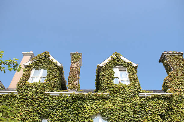 istock ivy roof top 176838052