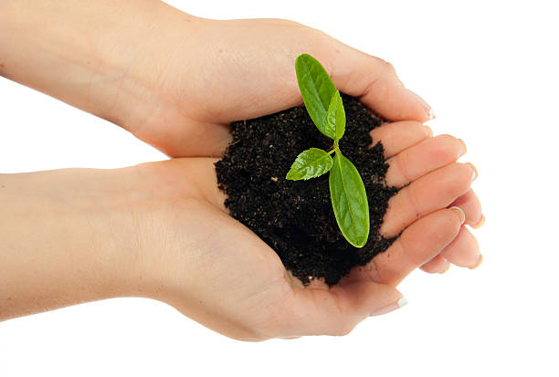 istock Woman holding young plant in hands 176838060