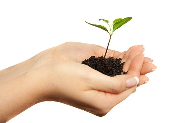 istock Woman holding young plant in hands 176838061
