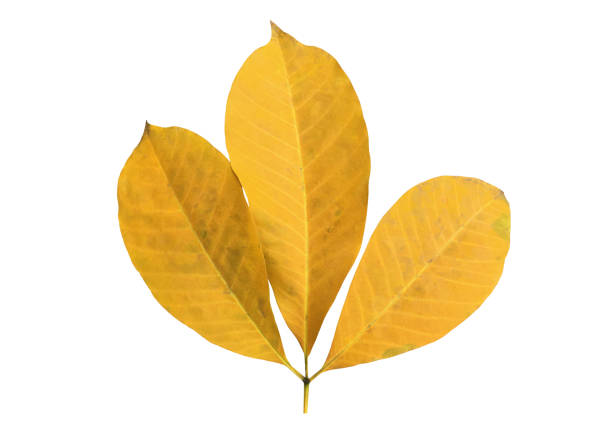 istock Old hevea brasiliensis or Rubber leaf 1768382322