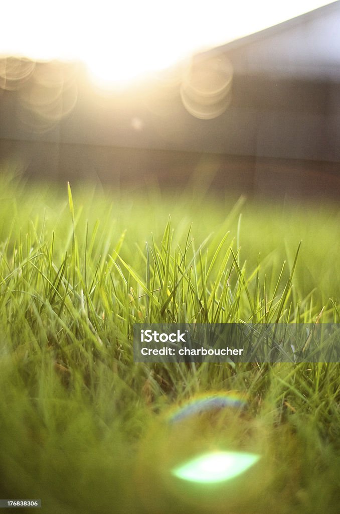 Flare with bokeh "A very shallow depth of field shot of grass, with nice bokeh and a flare" Defocused Stock Photo