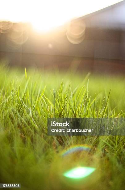 Flare With Bokeh Stock Photo - Download Image Now - Defocused, Grass, Green Color