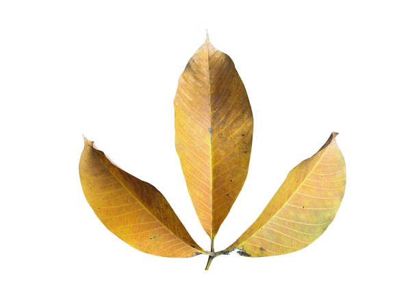 istock Old hevea brasiliensis or Rubber leaf 1768383500