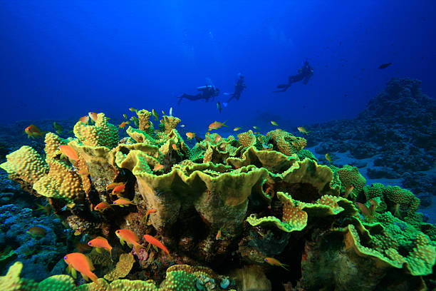 Coral and Divers Cabbage Coral with Scuba Divers in background cabbage coral photos stock pictures, royalty-free photos & images