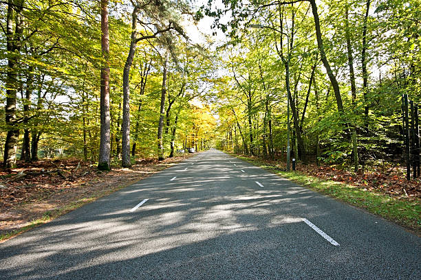 istock Lane through the dutch woods in Netherlands 176838562