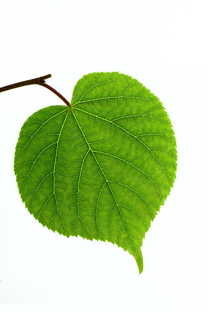 Linden leaf isolated stock photo