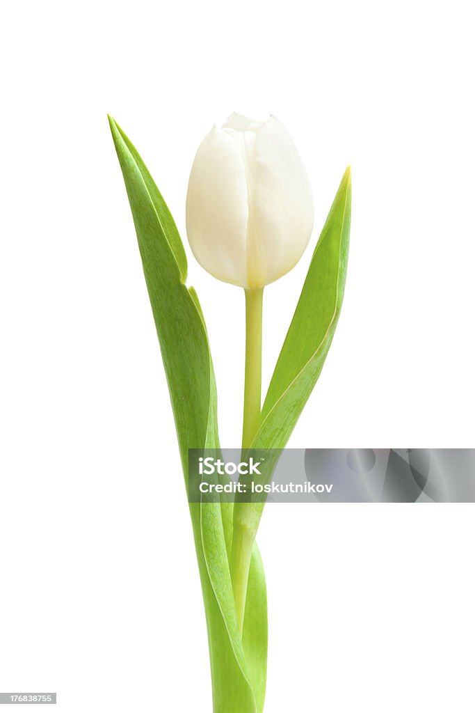 Weiße Tulpe - Lizenzfrei Baumblüte Stock-Foto