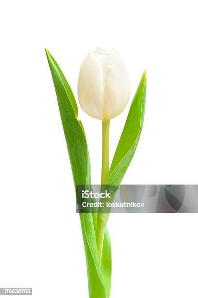 Weiße Tulpe Stockfoto und mehr Bilder von Baumblüte - Baumblüte, Blatt - Pflanzenbestandteile, Blume