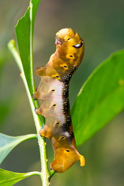 daphni black caterpillar "daphni neeri moth haw caterpillar on plant, focus on the head" oleander hawk moth stock pictures, royalty-free photos & images